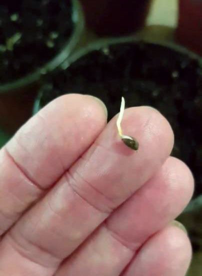 Seed of a blue spruce tree that has germinated