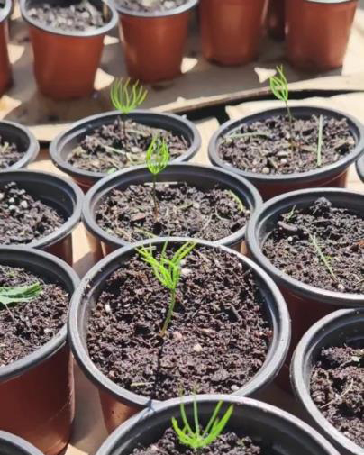 White pine tree seedlings