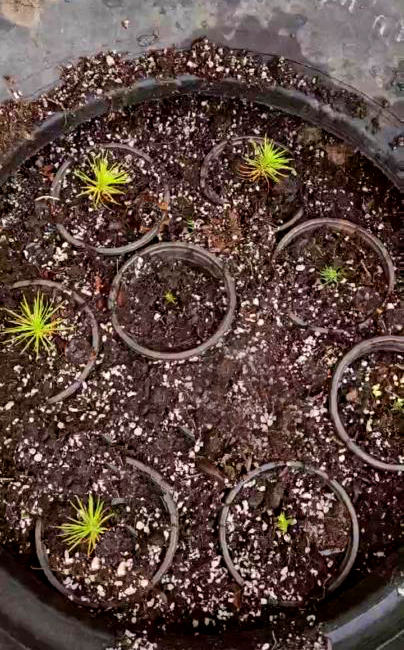 Conifer trees in tires