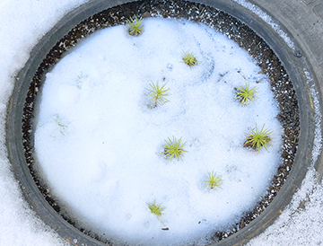 Conifer tree seedlings in the winter