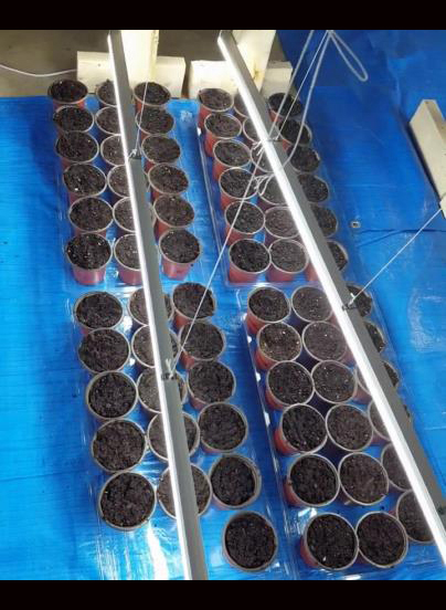 Conifer tree seeds planted and growing under grow lights indoors