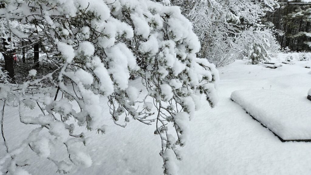 Image of snowy limb from jack pine