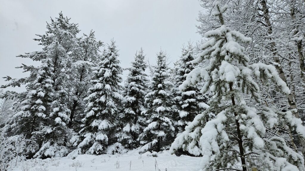 Image of snowy pines