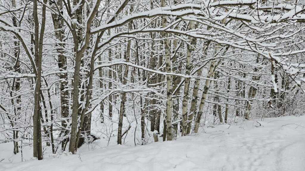 Image of snowy birch woods