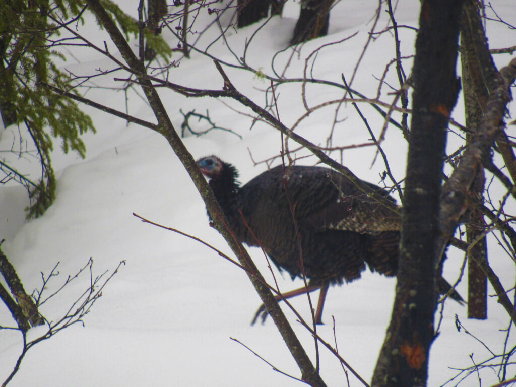 photo of wild turkeys on my property