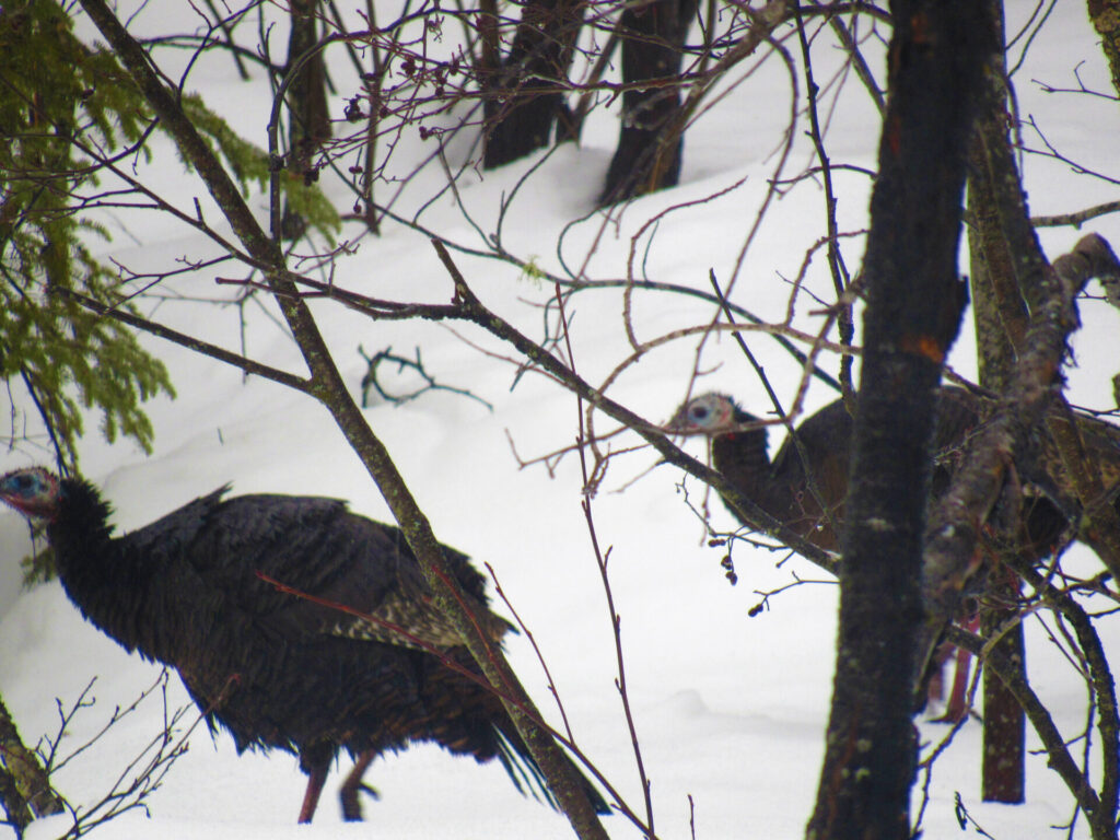 photo of wild turkeys on my property