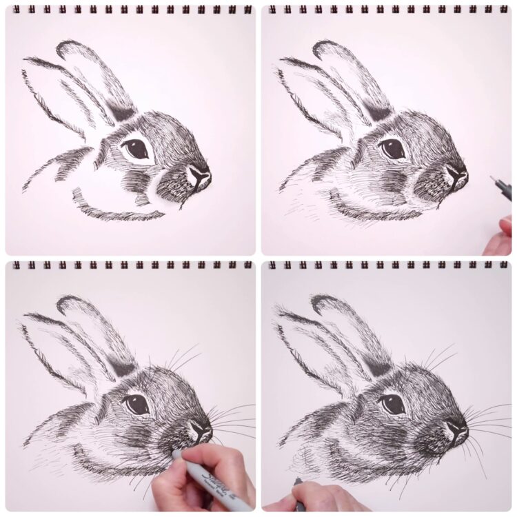 Skinned Rabbit Drawing How To Draw A Rabbit
